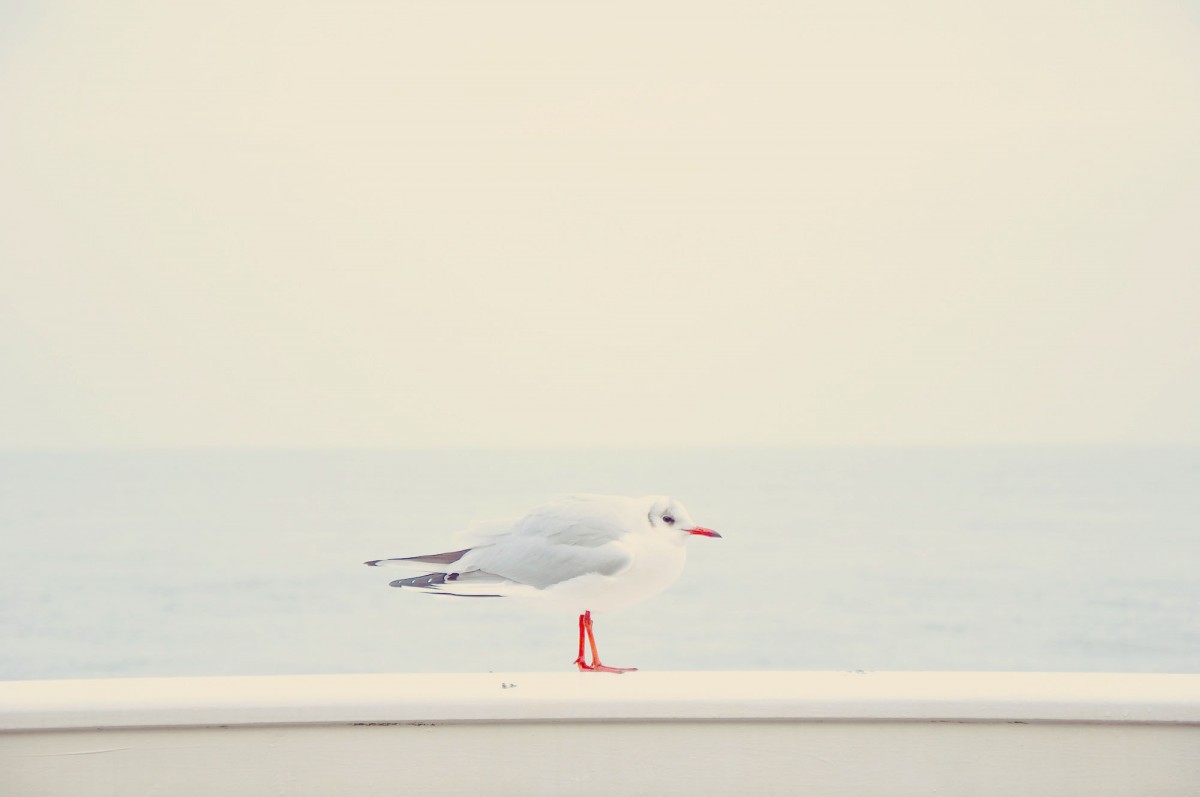 animals_02