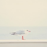 animals_02