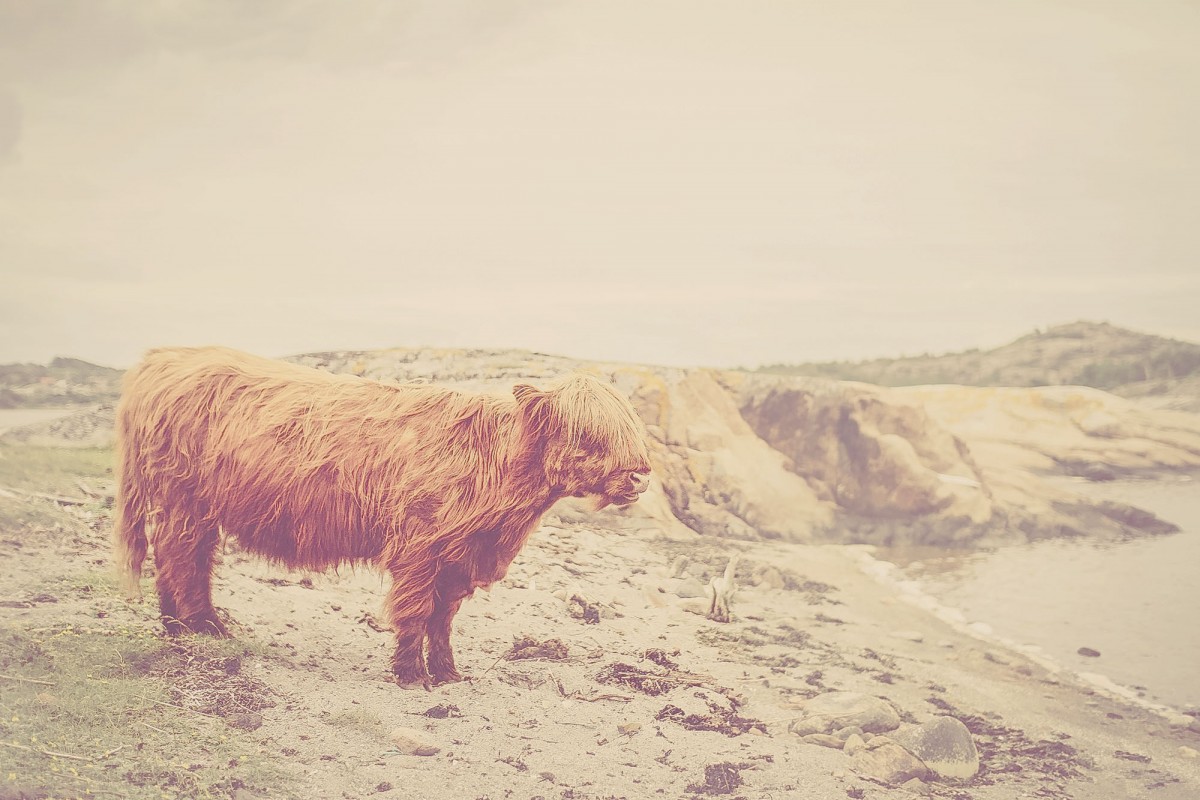 animals_04